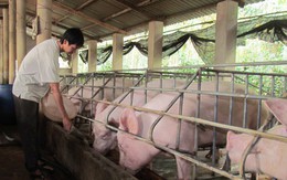 Lợn chết 3,3 triệu con giá vẫn giảm mạnh, dân 2 lần lỗ đau