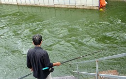 Nước sông Tô Lịch trong veo sau bão, cần thủ thỏa sức buông câu bắt cá