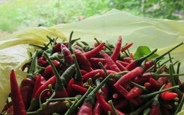 Việt Nam có 4 lô ớt và tôm xuất khẩu sang Úc bị dính chất cấm
