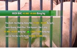 Giá lợn tăng mạnh, cán mốc 49.000 đồng/kg