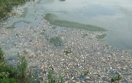 Nguyên nhân cá chết hàng loạt nổi trắng hồ Yên Sở ở Hà Nội