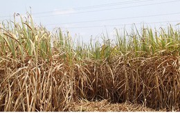 Vùng chuyên canh mía chết khô vì hạn hán khốc liệt ở Phú Yên