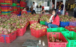 Thanh long, dưa hấu rớt giá còn 6.000 đồng/kg vì thị trường Trung Quốc bấp bênh