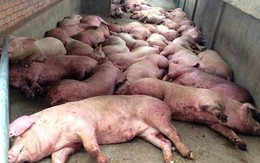 Dịch bệnh khắp 63 tỉnh thành, giá tăng cao, ồ ạt gom lợn bán sang Trung Quốc