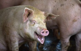 Mất 100 triệu con lợn, Bắc Kinh "khổ sở" vì bài toán hóc búa: Sẽ dùng tới phương án khẩn cấp?