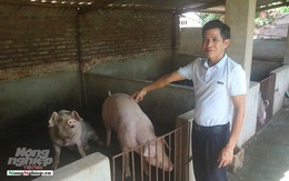 Một thôn có 20 hộ nuôi lợn vượt qua bão dịch