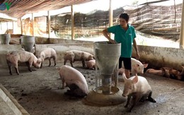 Chuyển đổi mô hình chăn nuôi sau dịch tả lợn Châu phi