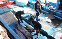 Nhiều khó khăn nâng cao chất lượng cá ngừ đại dương