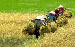 Giải "cơn khát" vốn ngành lúa gạo