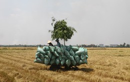 'Việt Nam gần như mất thị trường gạo Trung Quốc'