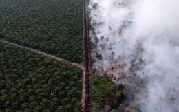 Cơn khát dầu cọ: Cội nguồn của việc cháy rừng hàng loạt tại Indonesia, khiến toàn Đông Nam Á ngập chìm trong ô nhiễm không khí