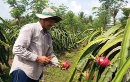 Giá thanh long ruột trắng tăng cao, nhà vườn phấn khởi