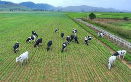 Hàng Việt Nam và hàng sản xuất tại Việt Nam, tranh cãi vì quá rối