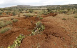 Xương rồng 'ác quỷ' - mối đe dọa mới của nông dân Kenya
