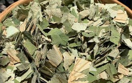 Loại lá mọc tràn ao bùn Việt Nam, 400 ngàn/kg, chị em ưa dùng để giữ eo