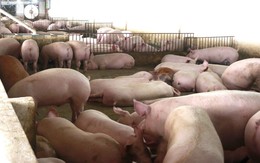 Liên tục tăng cao, giá thịt lợn vọt lên mức kỷ lục