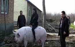 Thiếu thịt, Trung Quốc quyết định nhân giống lợn khổng lồ, to bằng gấu Bắc cực