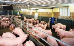 Giá thịt lợn hơi đắt kỷ lục, chạm mốc 70.000 đồng/kg