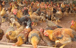 Kon Tum phát hiện gần 1.000 con gà nhiễm cúm A/H5N6