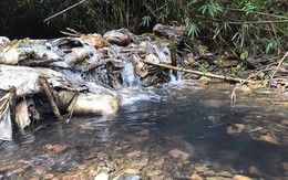 “Nước sạch” tại Hà Nội nhiễm styren cao gấp 3,65 lần bình thường: Người dân nên làm những việc này để bảo vệ sức khỏe