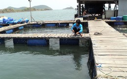 Kiên Giang: Cá biển và cá nuôi lồng bè chết hàng loạt