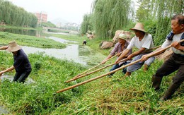 SCMP: Đập thủy điện lớn nhất thế giới lâm nguy vì sinh vật ngoại lai, TQ phải nhờ "đội quân 6 chân" giúp đỡ