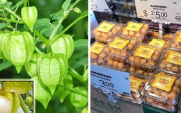 Một loại quả mọc dại ở Việt Nam nhưng lại được bày bán “sang chảnh” ở siêu thị nước ngoài, vài nơi còn không có đủ cho khách mua