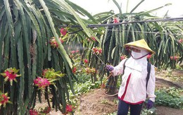 Thanh long “xuống dốc”, nhà vườn lao đao