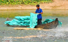 Hình ảnh từ vựa cá tra chế biến xuất khẩu sang Trung Quốc