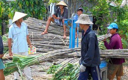 Ngành mía đường trong nước đang hết sức bi đát?