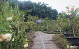 Chàng thanh niên 30 tuổi trồng trại hoa hồng thu hàng trăm triệu mỗi năm