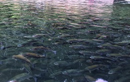 Quy hoạch nuôi cá tầm, cá hồi: Không để vỡ rồi mới xử lý