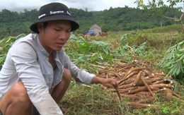 Nông dân gặp khó thu hoạch sắn ngã đổ sau mưa bão
