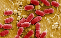Báo cáo của CDC tuyên bố: Nước Mỹ đã bước vào thời kỳ hậu kháng sinh