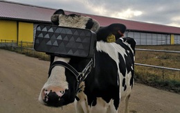 Chuyện lạ ở Nga: Cho bò đeo tai nghe và ngắm cảnh qua kính VR để cải thiện tâm trạng, thu được nhiều sữa hơn