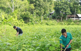 Triển vọng kinh tế từ cây gai xanh ở Sơn La