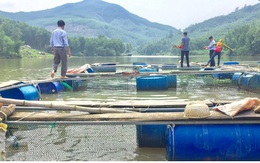 Nuôi cá lòng hồ thủy điện ở Quảng Ngãi cho hiệu quả kinh tế cao