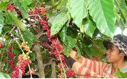 Cà phê Việt Nam chịu ảnh hưởng nặng nề vì khủng hoảng giá