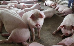 Dịch tả lợn Châu Phi: Xem xét xóa nợ cho cơ sở chăn nuôi