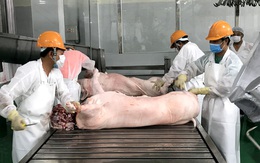 Bổ sung nửa triệu tấn thực phẩm, giá lợn vẫn đắt đỏ nhất lịch sử