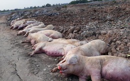 Tốn hơn 5.000 tỷ chống dịch, 6 triệu con lợn bị tiêu hủy