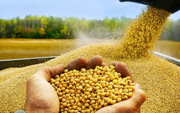 Điều gì xảy ra khi hạt đậu tương, dầu cọ bị các nước dùng làm “vũ khí” đối đầu nhau?