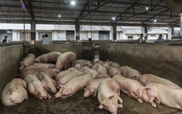 Trung Quốc báo tin "đại hỷ", khủng hoảng thịt lợn vẫn nghiêm trọng: Cả thế giới không giúp nổi