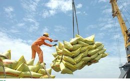 Năm 2019, xuất khẩu gạo sụt giảm 300 triệu USD