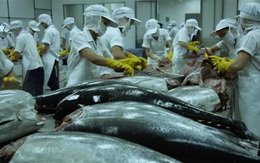 Xuất khẩu cá ngừ sang Israel giảm mạnh