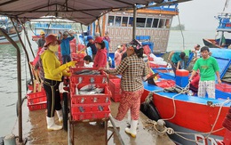 Tôm cá đầy khoang, ngư dân xứ Quảng bội thu “lộc biển” đầu năm