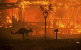 Quy mô đáng sợ của cháy rừng Australia: Gấp đôi diện tích một bang của nước Mỹ