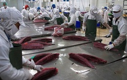 Xuất khẩu cá ngừ sang các thị trường lớn tăng mạnh