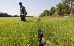 Tại sao Thái Lan có nguy cơ mất vị trí xuất khẩu gạo vào tay Việt Nam?