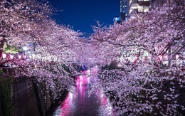 Đất nước “đẹp bất chấp thời gian” đích thị là Nhật Bản, xem ảnh hoa anh đào nở rộ về đêm mà chỉ biết ngỡ ngàng vì quá ảo!